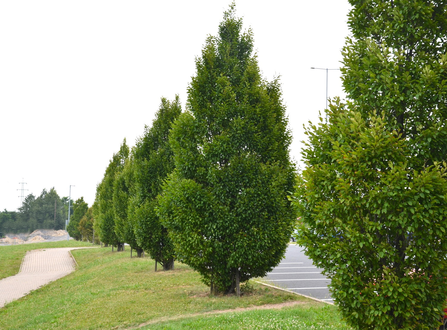 Carpinus Betulus Fastigiata Upright Hornbeam Arundel Arboretum carpinus-betulus-fastigiata-upright-hornbeam-arundel-arboretum