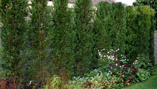 The Leyland cypress | Cuprocyparis x leylandii
