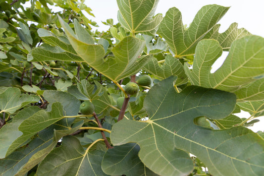 Ficus / Fig