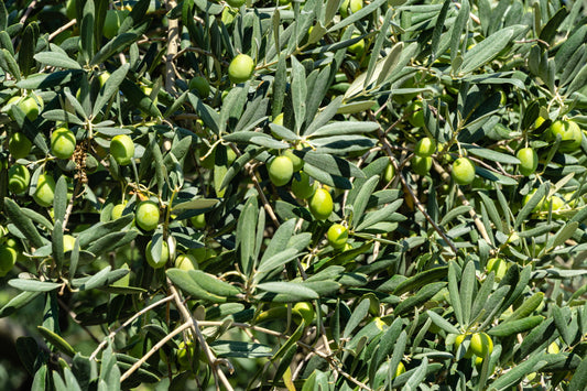Olea europaea / European Olive