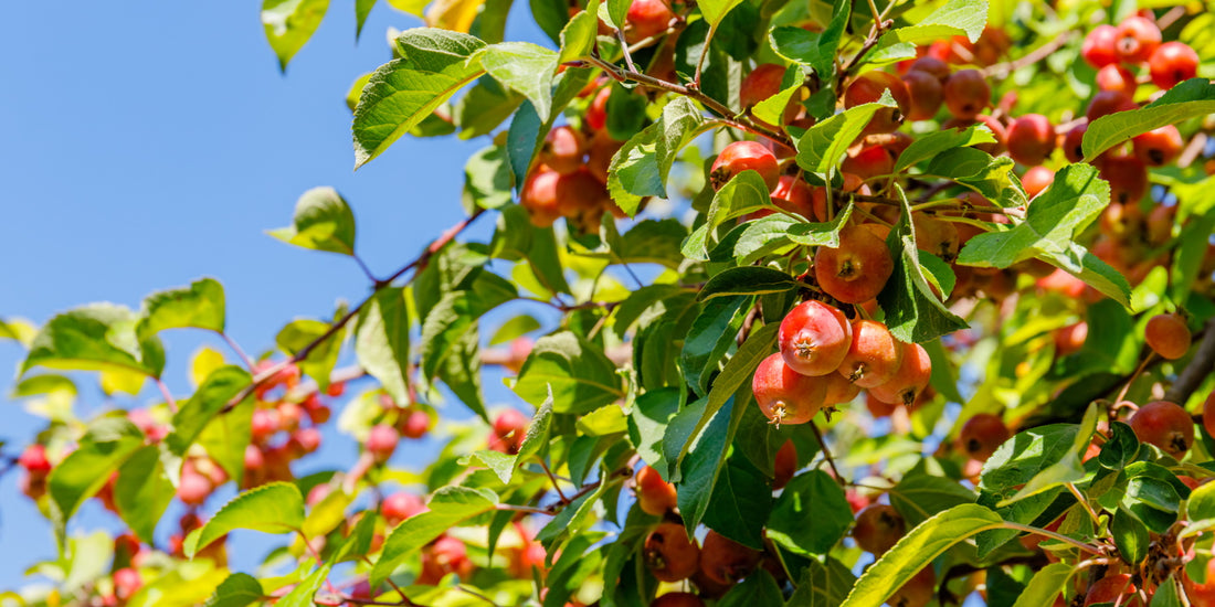 Crab Apple / Malus Trees to Consider