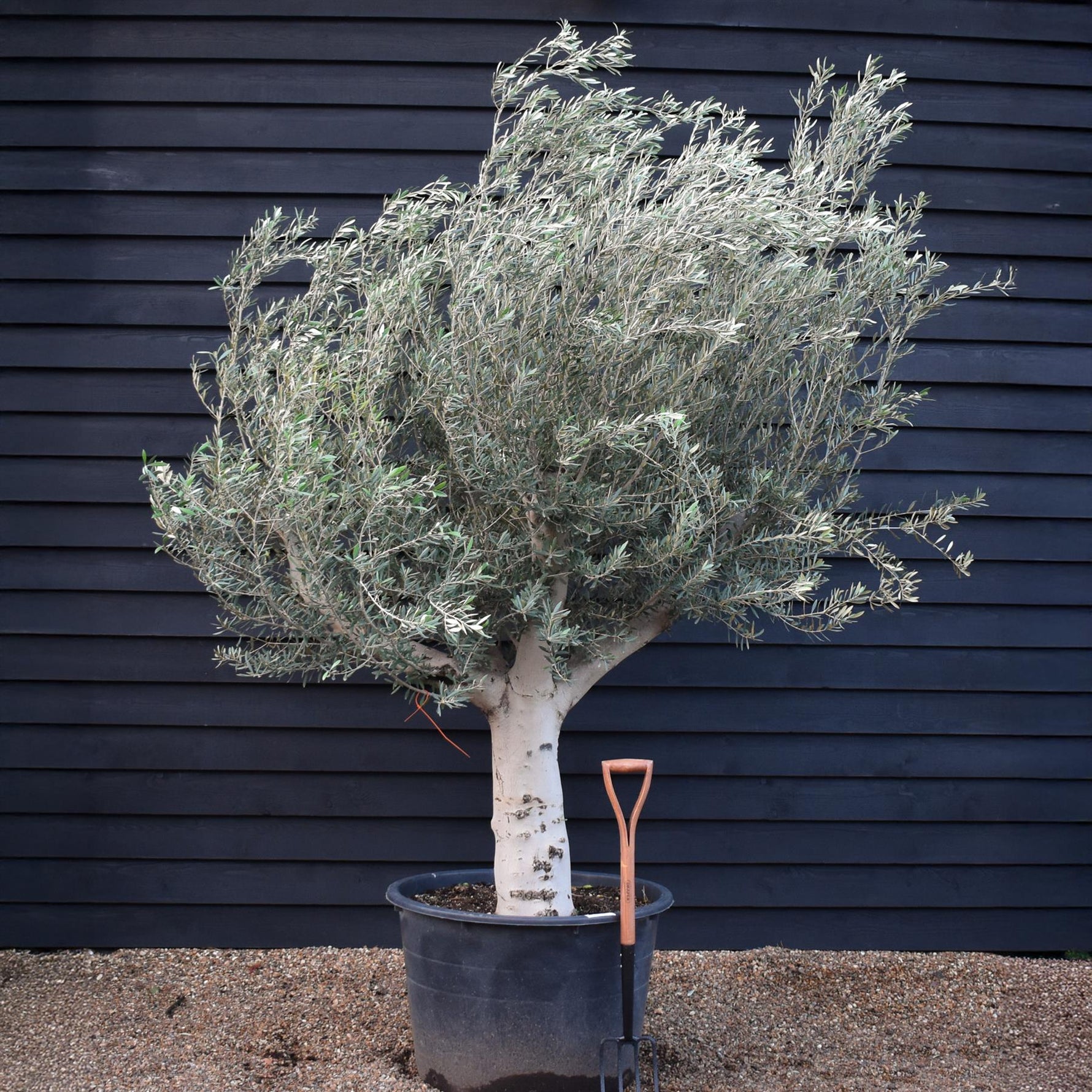Olive Tree Care Guide: How to Grow Healthy Olive Trees at Home