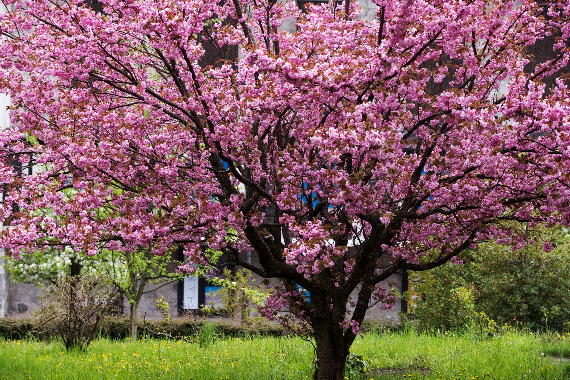 Flowering Cherry Trees to Enhance your Garden Arundel Arboretum