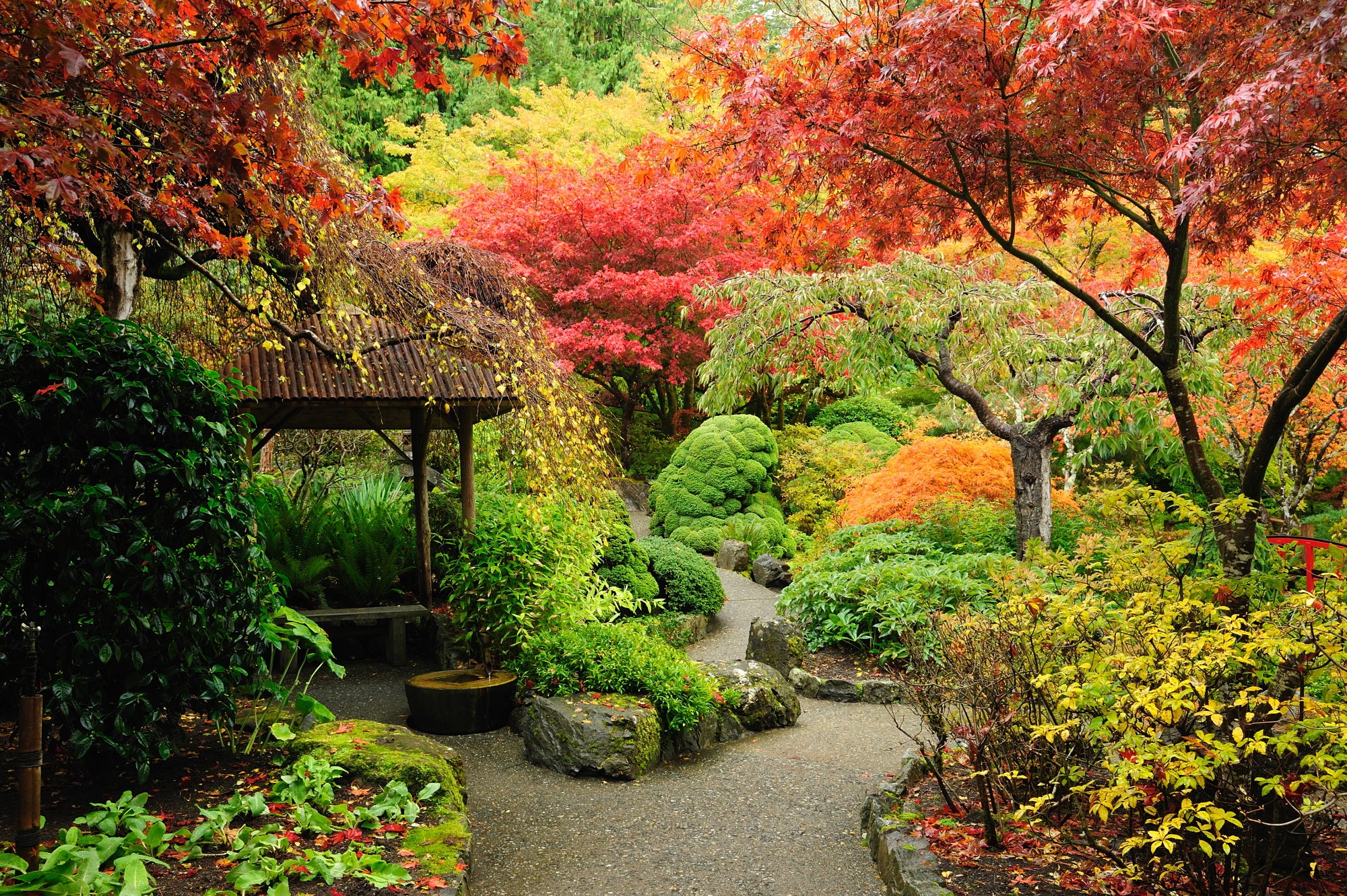 Japanese Maple Garden japanese-maple-garden