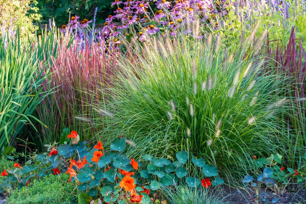 Transform Your Garden with the Best Ornamental Grasses