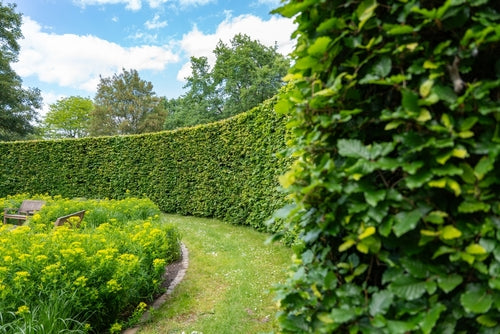 How to Plant a Hedge: A Simple Guide for Gardeners  Arundel Arboretum