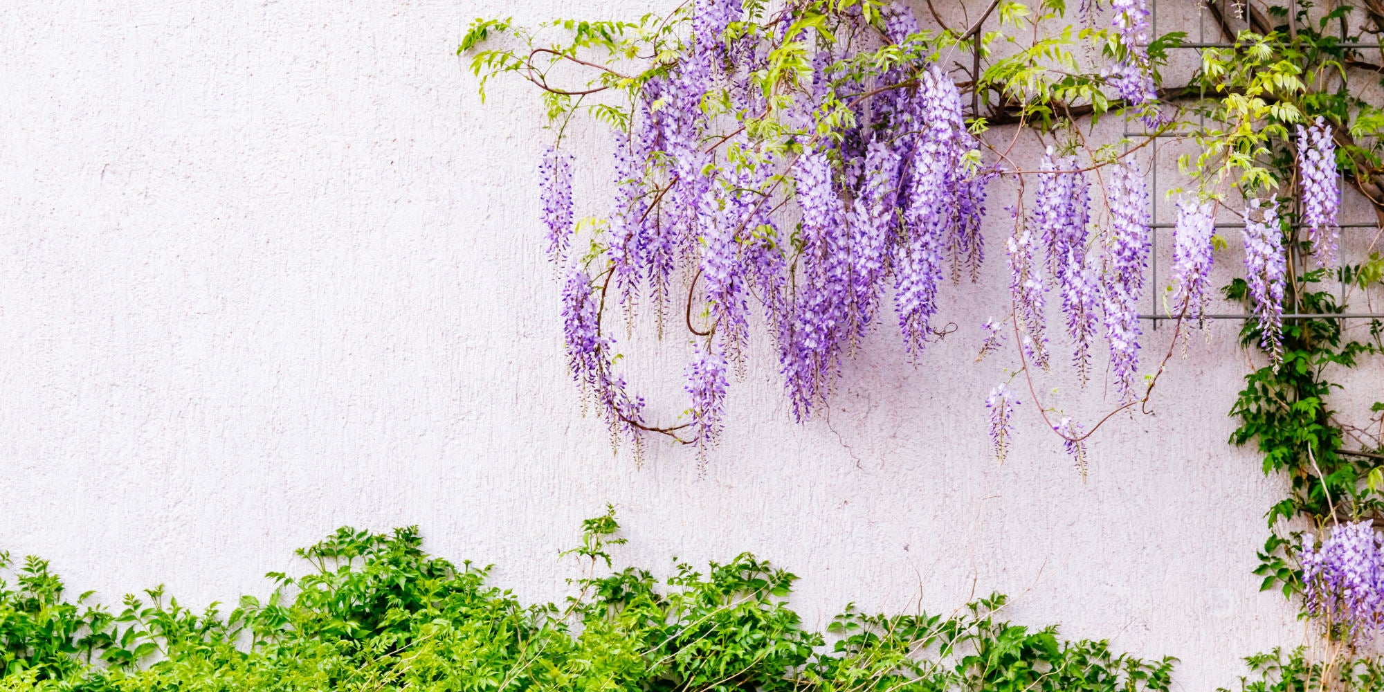 Wisteria plant for Sale buy online wisteria flower, price Arundel