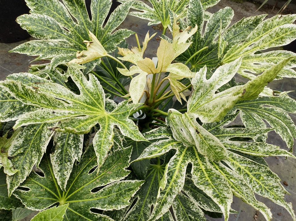 Fatsia japonica | Japanese Aralia – Arundel Arboretum