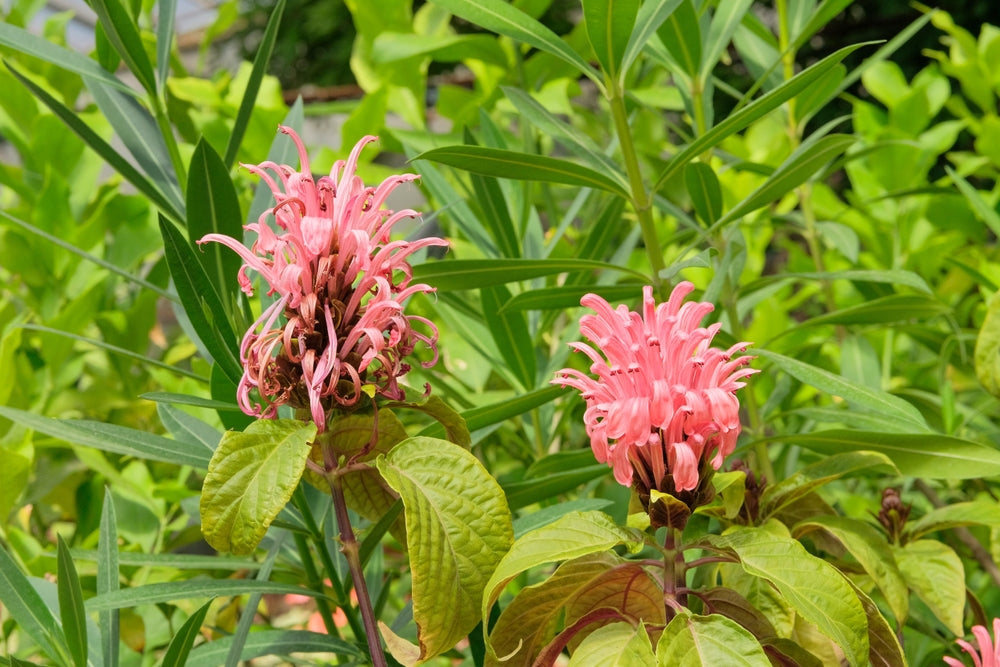 Jacobinia | Flamingo Plant  Arundel Arboretum