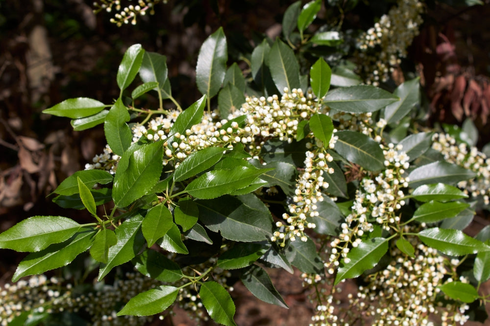Portuguese Laurel | Prunus Lusitanica shrubs  Arundel Arboretum