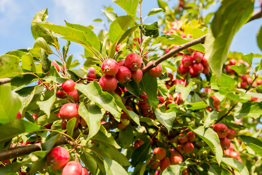 where to buy crab apples near me