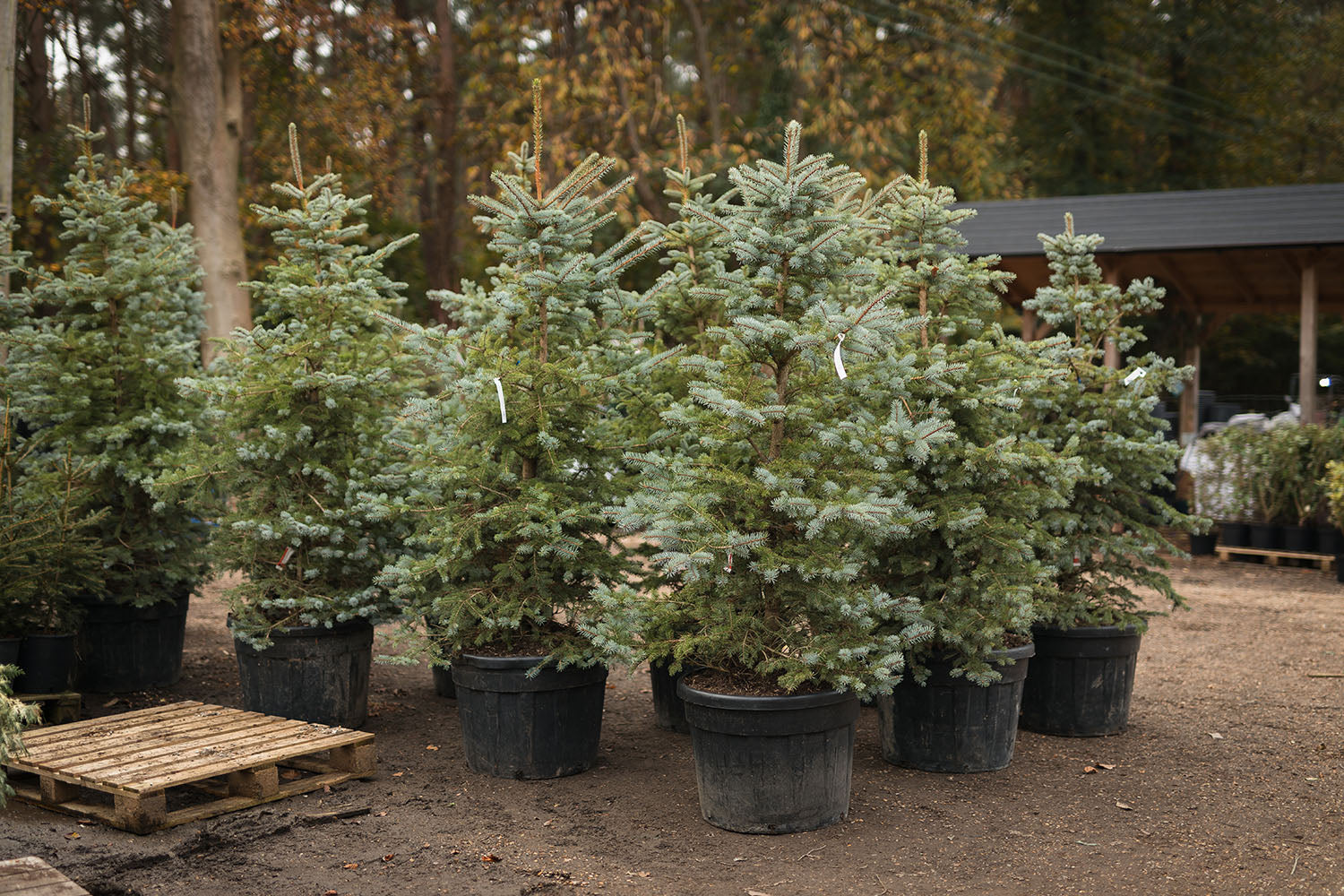 Mature Spruce & Fir trees