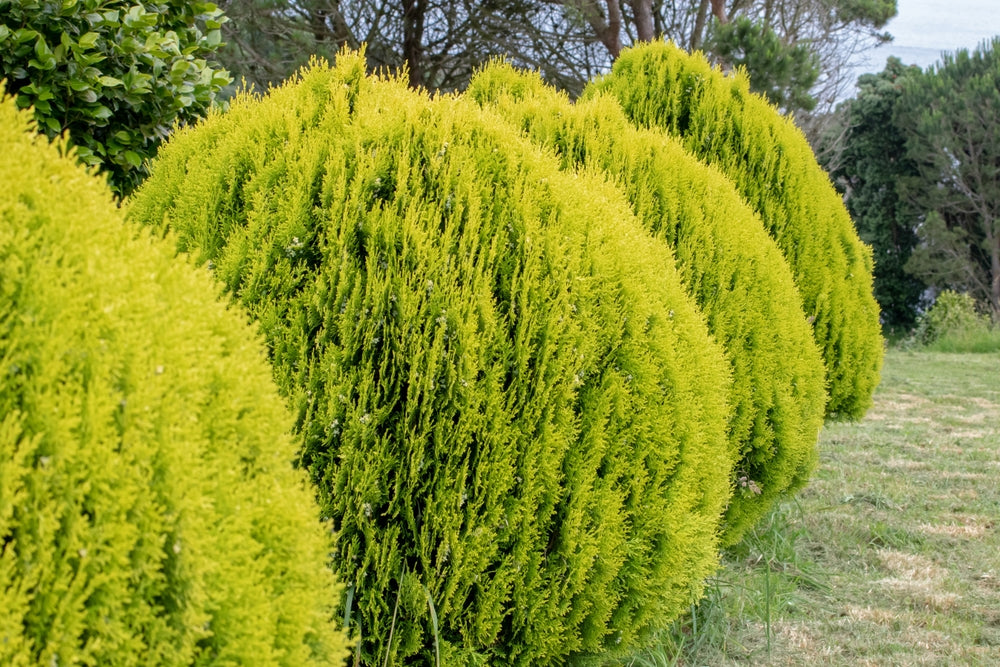 Buy Oriental Thuja (Aurea) online directly from expert tree nursery in  Arundel, West Sussex UK  Arundel Arboretum