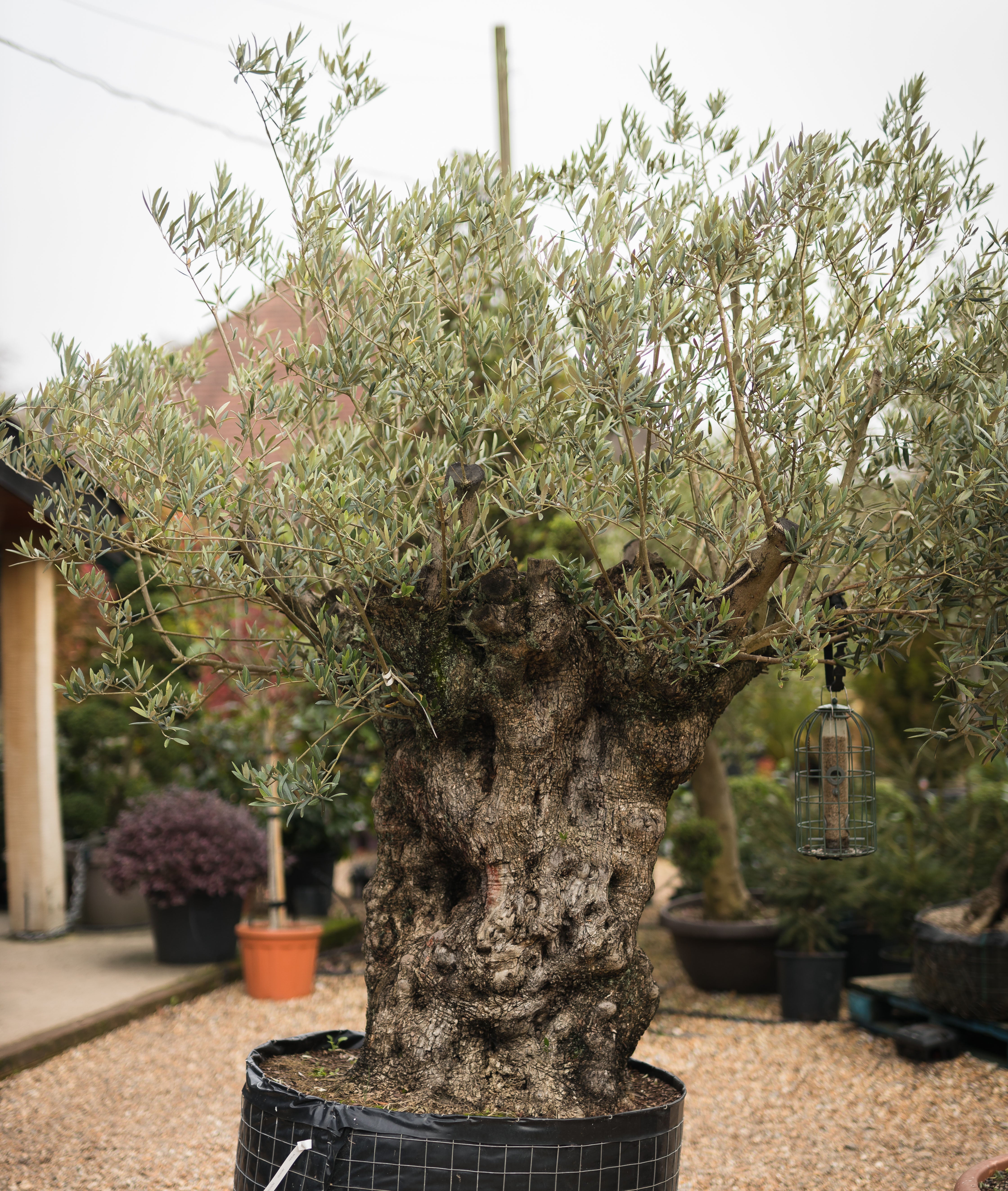 Y.S. OLIVE TREES PARADISE 4/4 ビンテージ【整備品】 specimen_olive_tree.jpg?v=
