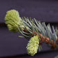 Picea pungens 'Super Blue' | Colorado spruce - 100-120cm, 25lt
