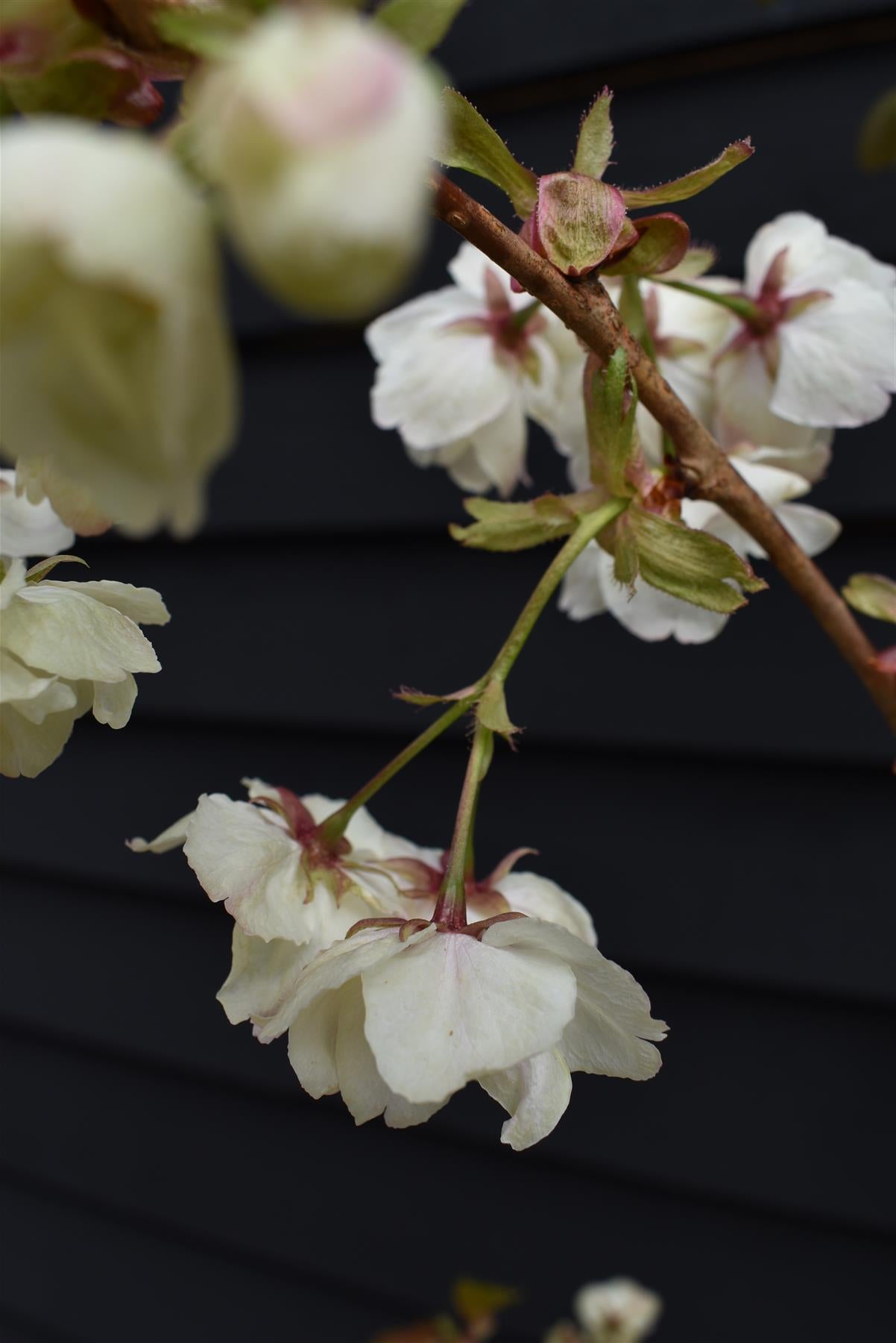 Cherry Blossom | Prunus Ukon - 180-220cm - 12lt