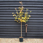 Amelanchier canadensis - Height 180-190cm - 12lt