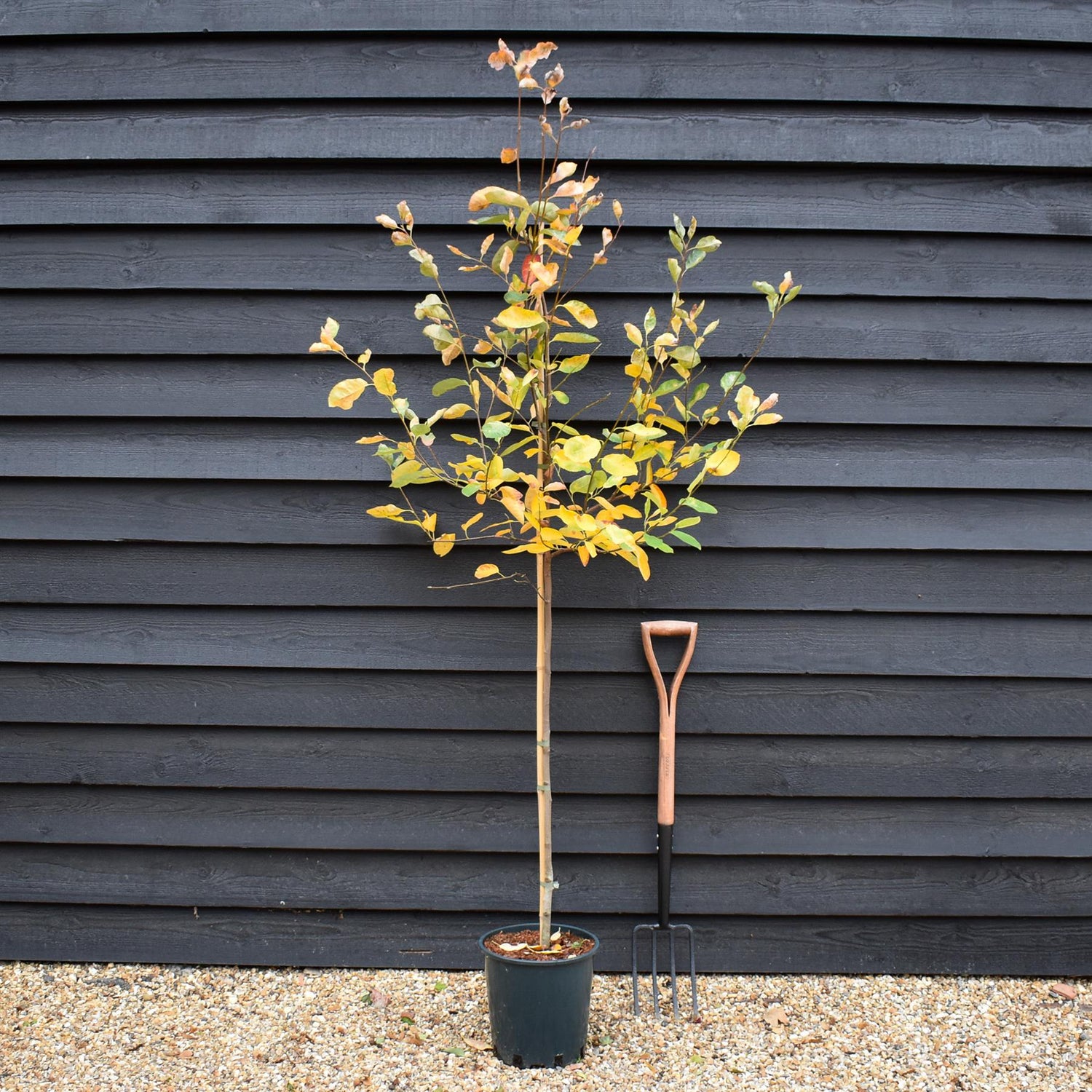 Amelanchier canadensis - Height 180-190cm - 12lt