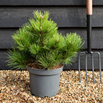 Pinus nigra 'Nana' - Height 30-40cm - 5lt