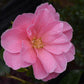 Camellia x williamsii 'Donation' - 3lt