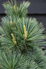 Pinus Flexilis Pygmaea | Rocky Mountain Bristlecone Pine - Height 75cm - 20lt