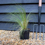 Stipa tenuissima 'Pony Tails' | Mexican Feather Grass - Height 30-40cm - 3lt