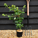 Hydrangea petiolaris | Climbing Hydrangea - 30-40cm - 3lt