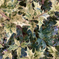 Osmanthus heterophyllus Tricolor - Height 60cm - 10lt