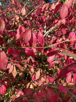 Euonymus alatus | Winged Spindle Tree - 125-150cm -70lt
