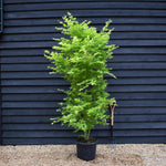 Japanese maple 'Going Green' | Acer palmatum - Bushy - Height 200-250cm - 35lt