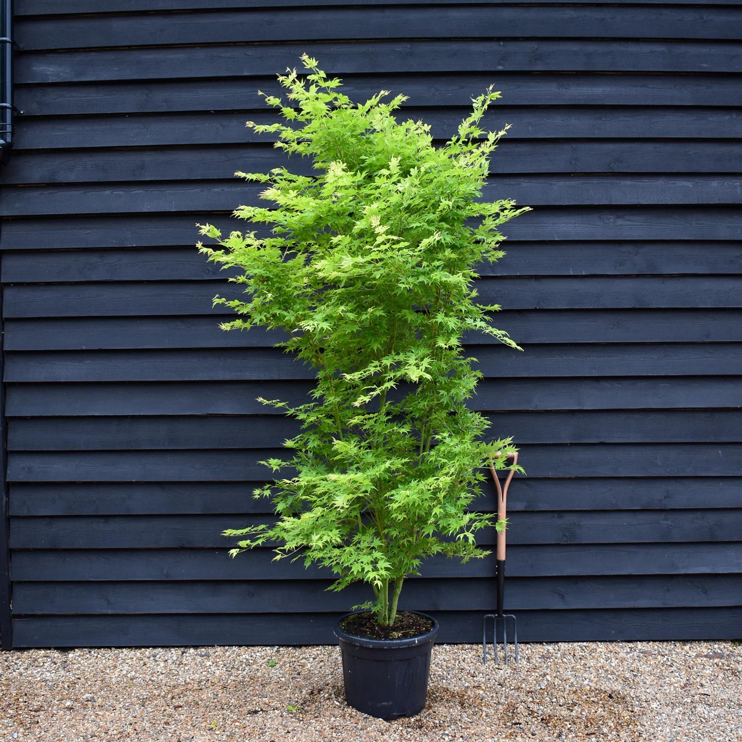 Japanese maple 'Going Green' | Acer palmatum - Bushy - Height 200-250cm - 35lt