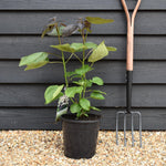 Catalpa erubescens 'Purpurea' - Shrub - Height 50-70cm - 7.5lt