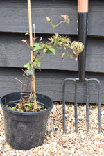 Clematis Boulevard 'Pompeii' - 40-50cm - 3lt