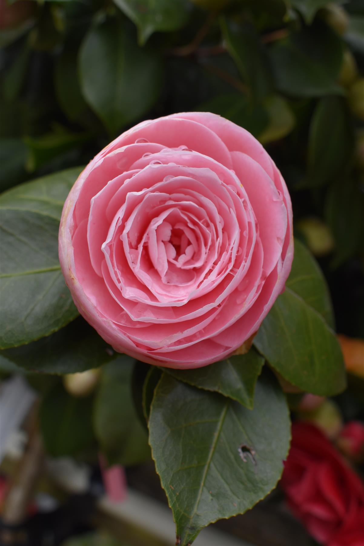 Camellia Japonica - Pearl Maxwell - Pink - Single Stem 100cm - Height 180cm - 45lt