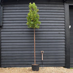 Arbutus unedo Tree | Strawberry Tree - Standard - Clear Stem 180-200cm - Girth 6-8cm - Height - 260-340cm - 40lt