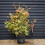 Acer japonicum 'Aconitifolium' | Downy Japanese maple - Height 160-170cm - 55lt