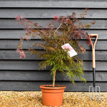 Garnet Japanese Maple | Acer palmatum 'Garnet' - Weeping - Clear Stem 40cm - Height 90-100cm - 15lt