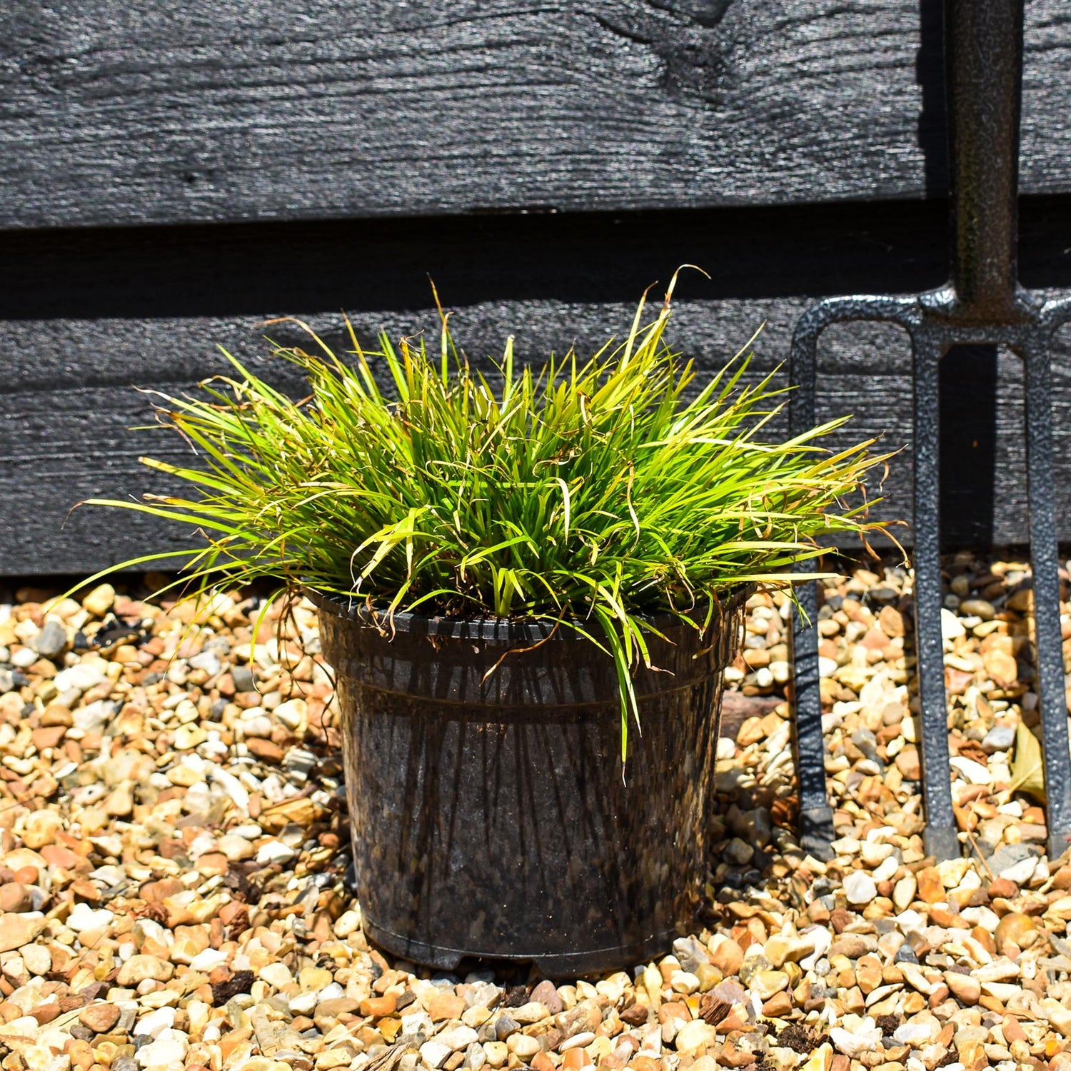 Hakonechloa macra 'Aureola' - Grass - Height 15-20cm - 2lt