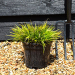 Hakonechloa macra 'Aureola' - Grass - Height 15-20cm - 2lt