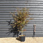Japanese Maple 'Trompenburg' | Acer palmatum - Bushy - Height 140-160cm - 35lt