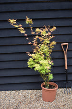 Acer palmatum 'Orange Dream' | Japanese Maple - Bushy - 110-140cm - 15lt