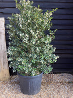 Osmanthus x burkwoodii | Burkwood Osmanthus - 90lt