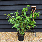 Buddleja White Profusion - Shrub - Height 40-60cm - 5lt
