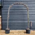Wisteria floribunda - Ito Koku Riu - Metal Arch - Height 250cm Width 150cm - 55lt