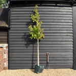 Corylus 'Colurna'| Turkish Hazel - Height 280-310cm - Girth 10-12cm - 45lt