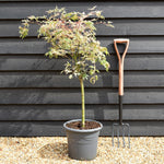 Acer palmatum 'Ukigumo' | Japanese Maple - Clear Stem 50cm - Height 70-100cm - 15lt