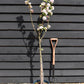 Apple tree 'James Grieve' | Malus domestica - MM106 - Semi-Dwarfing - 150-160cm - 10lt
