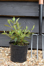 Weigela Florida 'Black and White' - Shrub - 10-15cm - 3lt