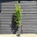 Sorbus aucuparia Cardinal Royal | Mountian Ash - Height 160-180cm - 12lt