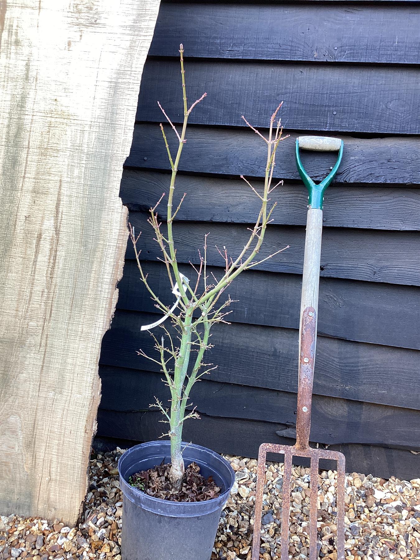 Acer palmatum 'Jerre Schwartz' | Japanese maple 'Jerre Schwartz' - 50-100cm, 10lt